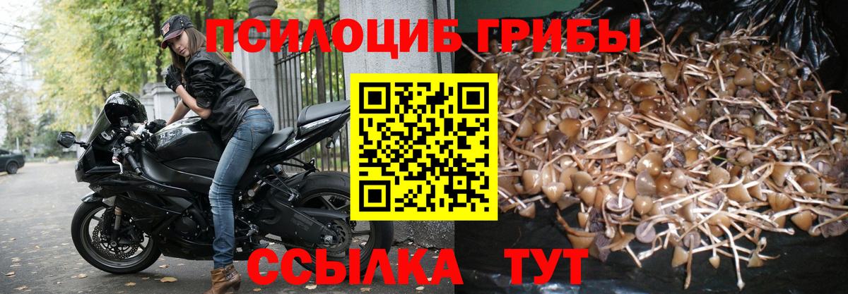 Псилоцибиновые грибы Psilocybine cubensis Рубцовск
